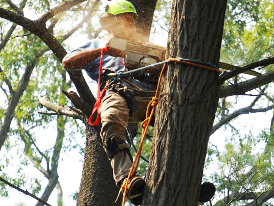 Certified climber cutting limbs with chainsaw high in a pine tree