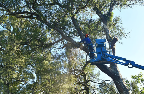 Bucket lift trimming a large oak canopy in Augusta GA