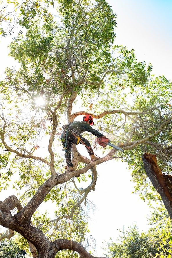 Professional tree trimming in Augusta GA