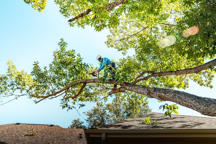 Skilled tree climber working in Augusta GA